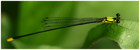 Coeliccia chromothorax mâle